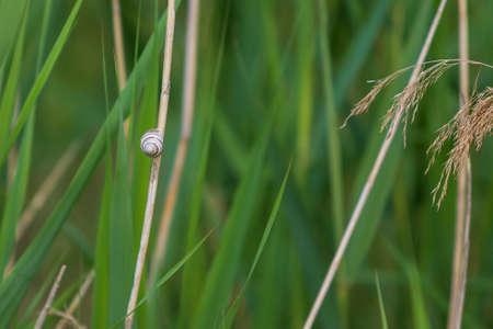 Snail on a blade of grass on a green meadowの写真素材