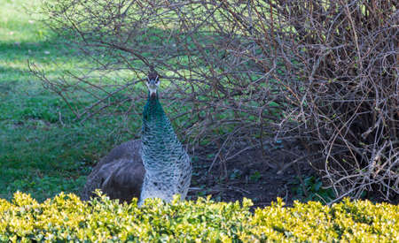 Pavo cristatus - peacock in the parkの写真素材