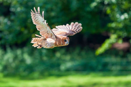 Eurasian Eagle Owl - Bubo bubo big owl with brown forest backgroundの写真素材