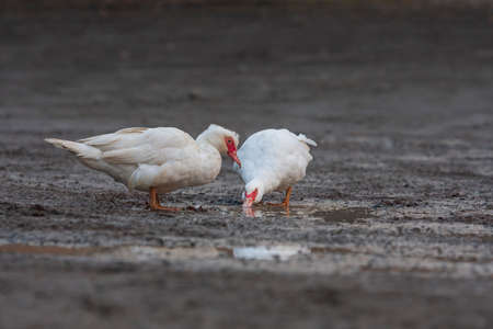 Anas platyrhynchos f. Domestica - White duck on a muddy roadの写真素材