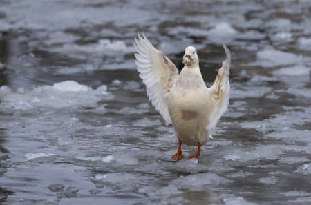 White duck with outstretched wings on a frozen pond in winter.の写真素材