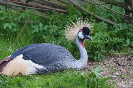 Portrait of Balearica regulorum - Crowned Crane on meadow.の写真素材