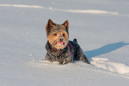 Beautiful cheerful little hairy Yorkshire Terrier dog running in the snow wearing a sweaterの写真素材