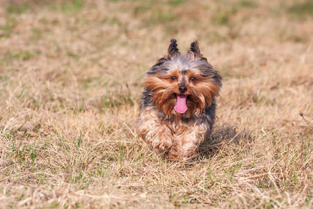 Little Yorkshire Terrier runs across the meadow and has his tongue out.の写真素材