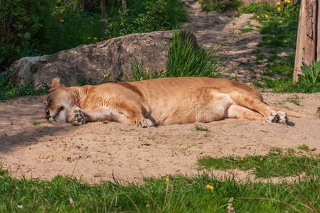 Lioness lies on his side and basks in the sun.の写真素材