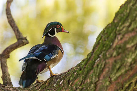 Colorful ornamental duck on a tree by the pond.の写真素材