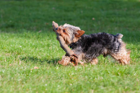 Small Yorkshire Terrier walks on the meadow and retrieves a large stick.の写真素材