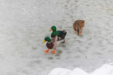 Beautiful ducks on a frozen pond in different positions.の写真素材