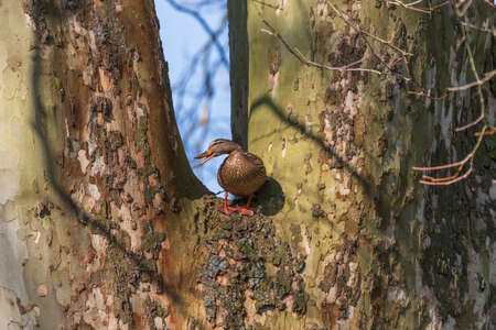 Duck sitting on a tall tree.の写真素材