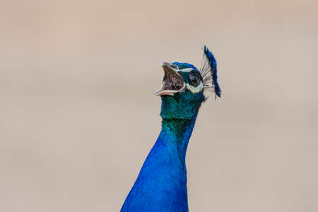 Portrait of peacock with open beak on gray backgroundの写真素材