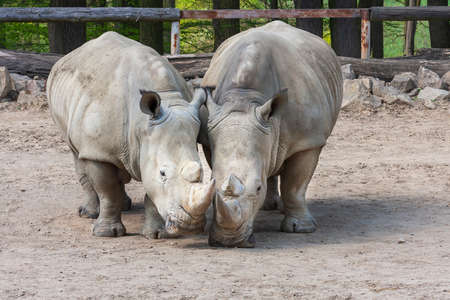 Rhinocerotidae - Rhinoceros resting in the paddock in the kennel.の写真素材