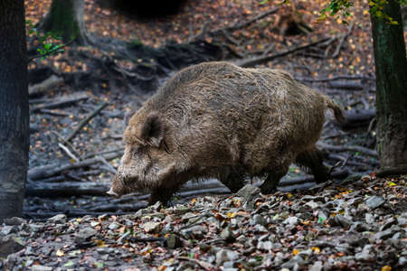 Sus scrofa  - The wild boar, which is in the deep forest, is of different ages and seeks food in the dark forest.の写真素材