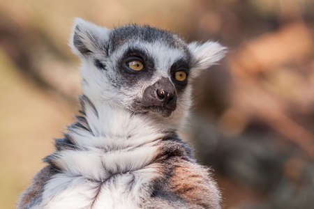 Portrait of Lemuriformes - Lemur in park with nice backgroundの写真素材