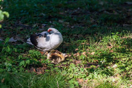 An adult duck has small ducks under its wingsの写真素材