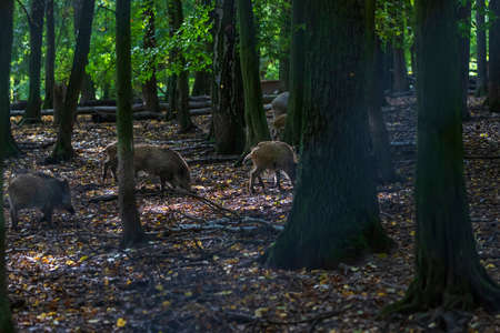 Sus scrofa  - The wild boar, which is in the deep forest, is of different ages and seeks food in the dark forest.の写真素材