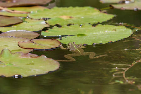 Bufo bufo frog in the water.の写真素材