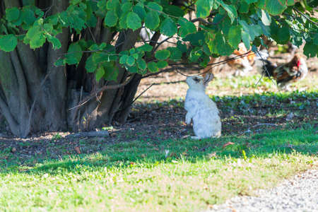 Oryctolagus - Rabbit runs wild in the garden in green grass.の写真素材