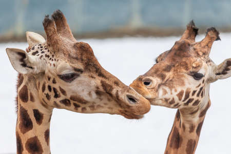 Portrait of the head of two Rothschild giraffe in winterの写真素材
