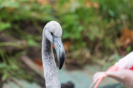 Beautiful close-up portrait of Greater Flamingo - Phoenicopteriformes with nice background and bokeh.の写真素材