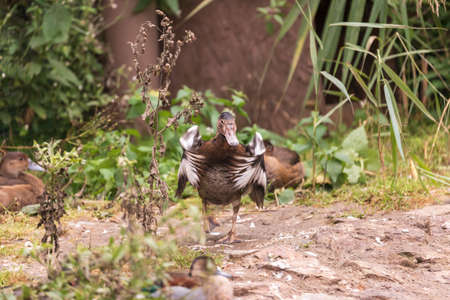 Wild duck waving its wing before takeoff.の写真素材