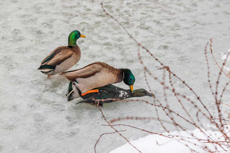 Mating ducks on a frozen pondの写真素材