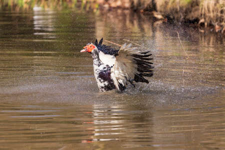 The duck on the pond is washed. She sprays water around her, her beak open.の写真素材