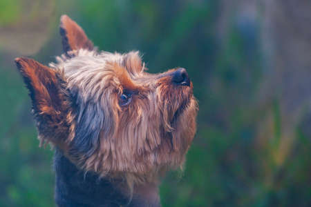 Portrait of the head of a Yorkshire terrier looking up. Profile photo.