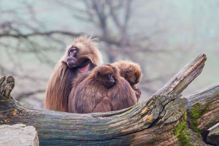 Macaca monkey sitting in a group on a branch.の写真素材