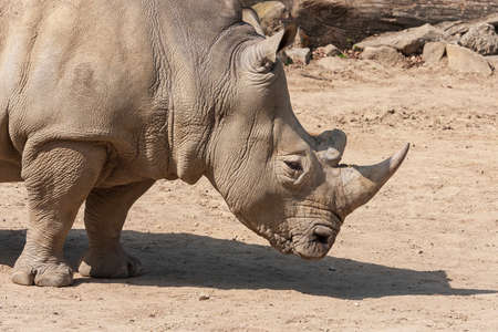 Rhinocerotidae - Rhinoceros resting in the paddock in the kennel.