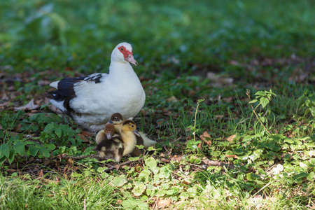 An adult duck has small ducks under its wingsの写真素材