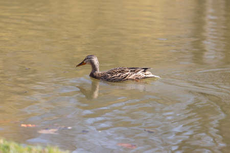 Female Anas platyrhynchos - Mallard duck swims on a pond and its reflection is in the water. The background is a nice bokeh.の写真素材