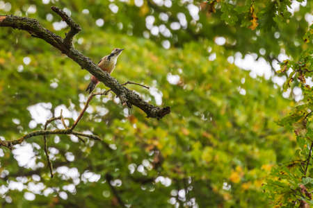 Great spotted woodpecker - Dendrocopos major which sits on a tree branch in the forest and photo has a green background with beautiful bokehの写真素材