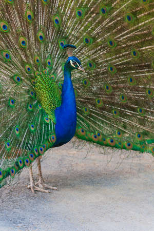 Portrait of Pavo cristatus - Peacock with outstretched tailの写真素材