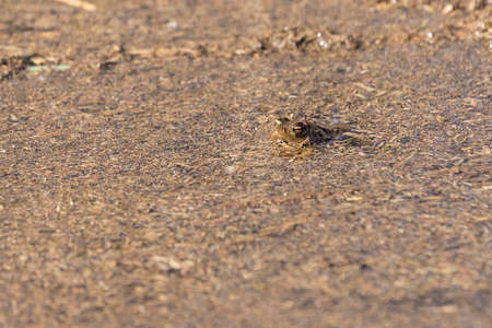 Bufo bufo - Common toad hiding on a pond in which is rakosの写真素材