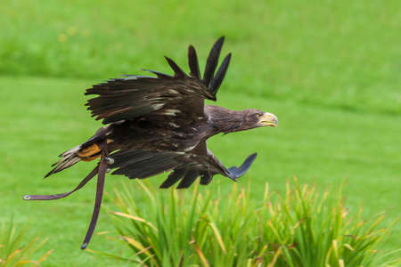 Portrait of a young bald eagle - Haliaeetus leucocephalus with nice green backgroundの写真素材