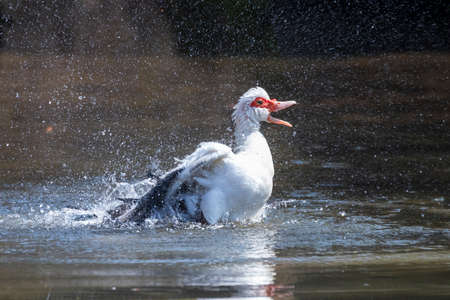 The duck on the pond is washed. She sprays water around her, her beak open.の写真素材