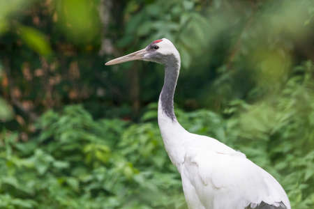 Stork on green blurred background.の写真素材