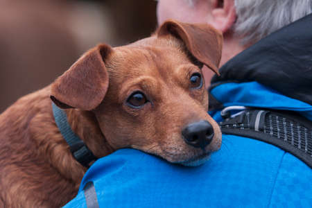 The brown little dog is in his arms and has his head resting on his master in a blue jacket.の写真素材