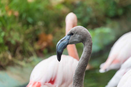 Beautiful close-up portrait of Greater Flamingo - Phoenicopteriformes with nice background and...