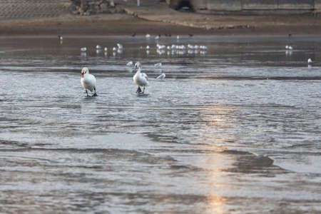 Mute Swan - Cygnus olor view of a frozen dam after which ducks and swans go.の写真素材