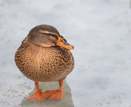 Close-up of a female duck standing in a pond in winter.の写真素材