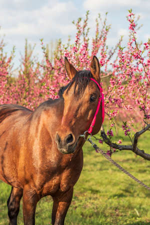 Portrait of a horse which stands in a peach orchard.の写真素材