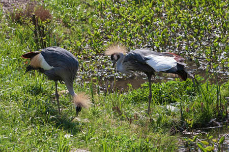 Portrait of Balearica regulorum - Crowned Crane on meadow.の写真素材