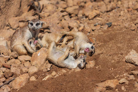 Meerkat - Suricata suricatta - in a group in the enclosure.の写真素材