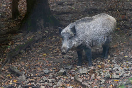 Sus scrofa  - The wild boar, which is in the deep forest, is of different ages and seeks food in the dark forest.の写真素材