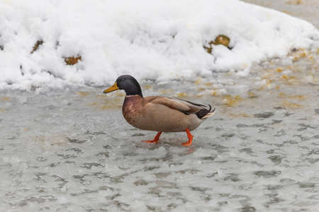 Beautiful ducks on a frozen pond in different positions.の写真素材