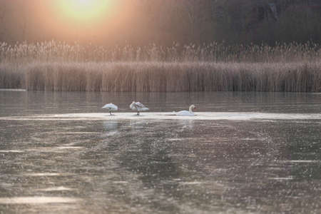 Three swans on a frozen pond at sunsetの写真素材