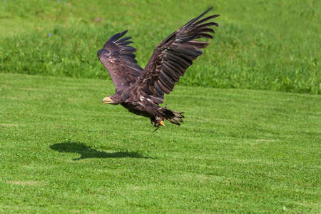 Portrait of a young bald eagle - Haliaeetus leucocephalus with nice green background