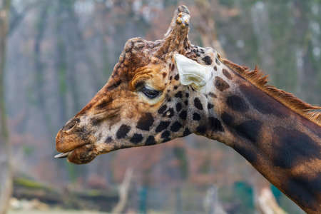 Portret of giraffe. Close-up of head with tongue out.