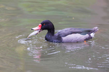 A wild duck swims in the water and has a fish caught in its beak.の写真素材